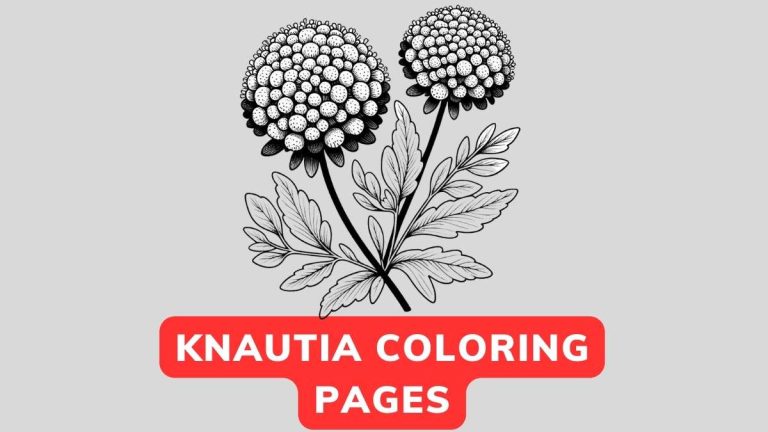 knautia coloring pages