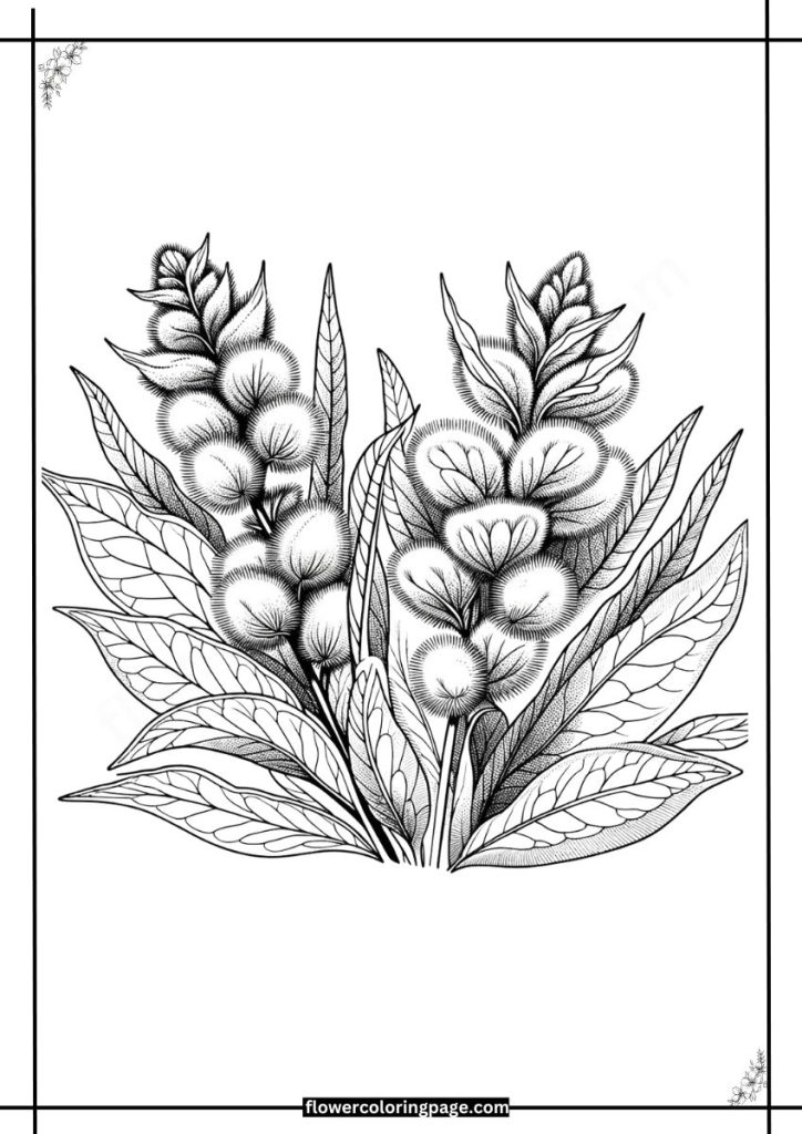 lamb's ear coloring pages pdf