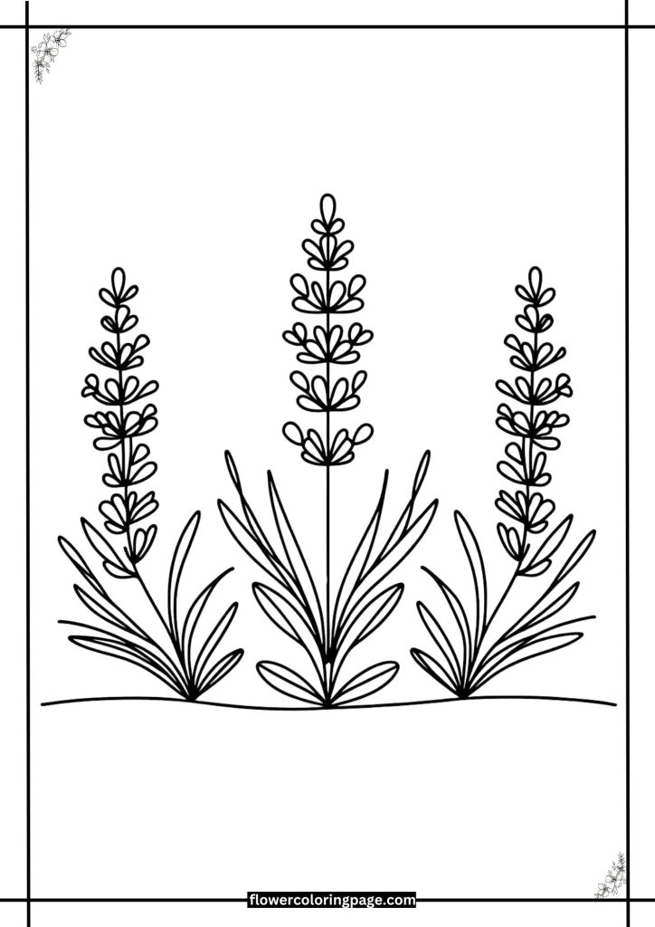 lavender coloring pages