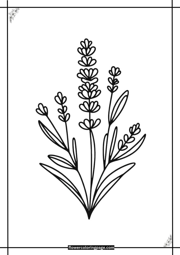 lavender coloring pages free