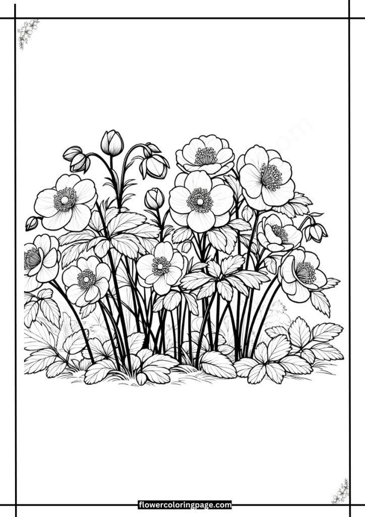 lenten rose coloring pages free download