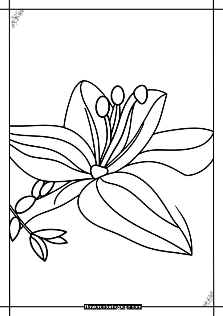 lily coloring page printable