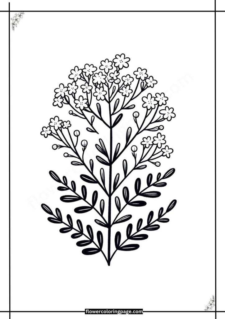 limonium coloring pages free download