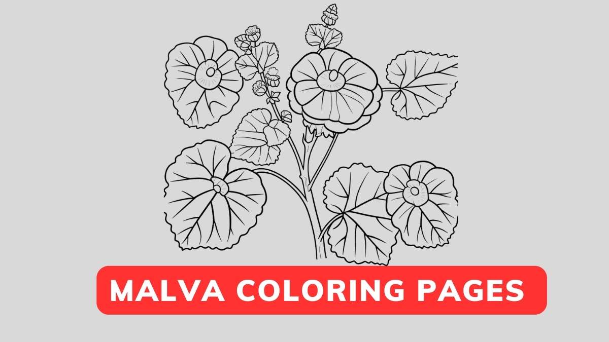 malva coloring page