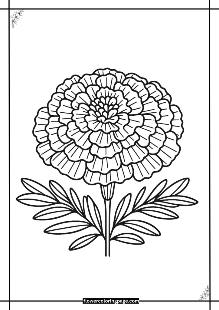 marigold flower coloring pages