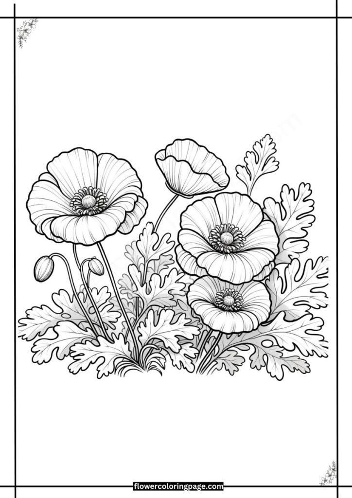 matilija poppy coloring pages pdf