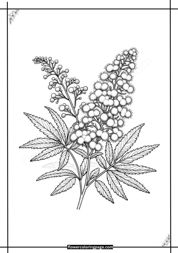 meadowsweet coloring pages