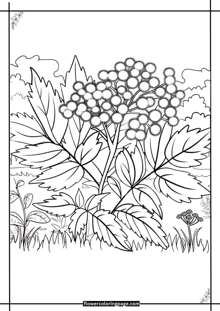 meadowsweet coloring pages free download