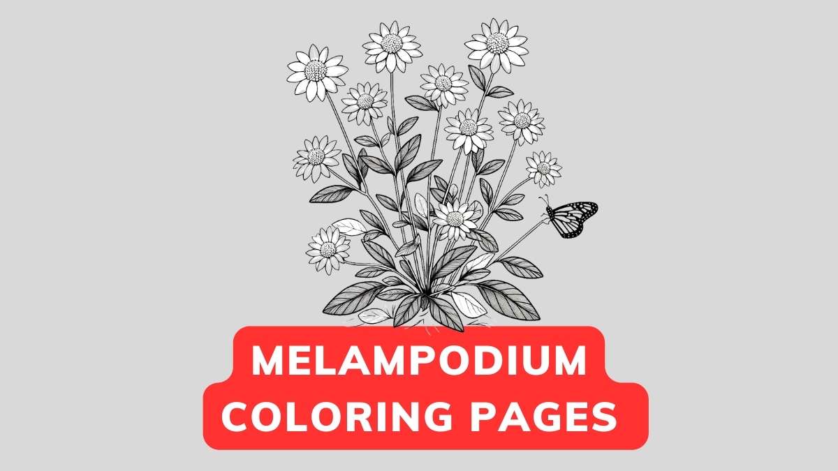 melampodium coloring page