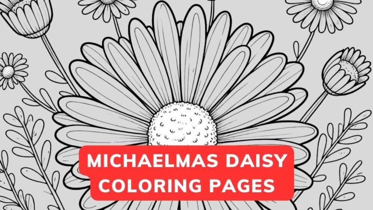 michaelmas daisy coloring page