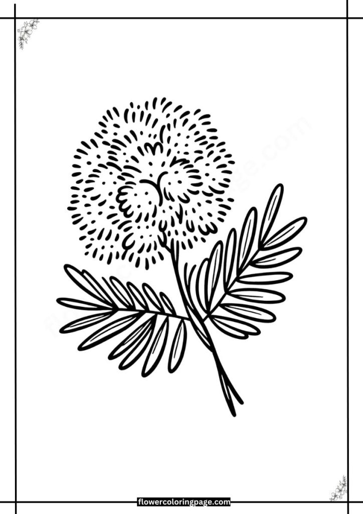 mimosa coloring pages