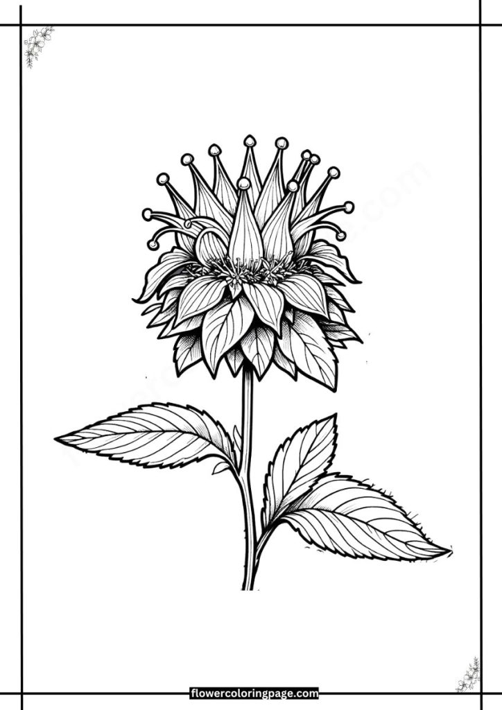 monarda coloring pages