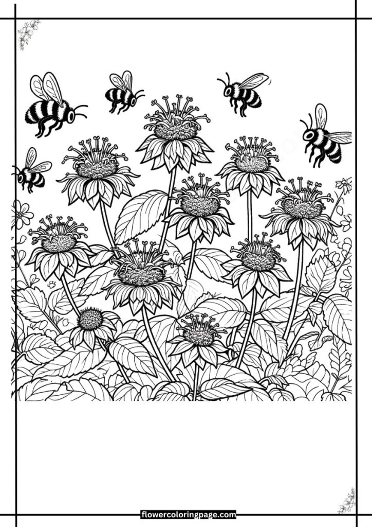 monarda coloring pages free download pdf