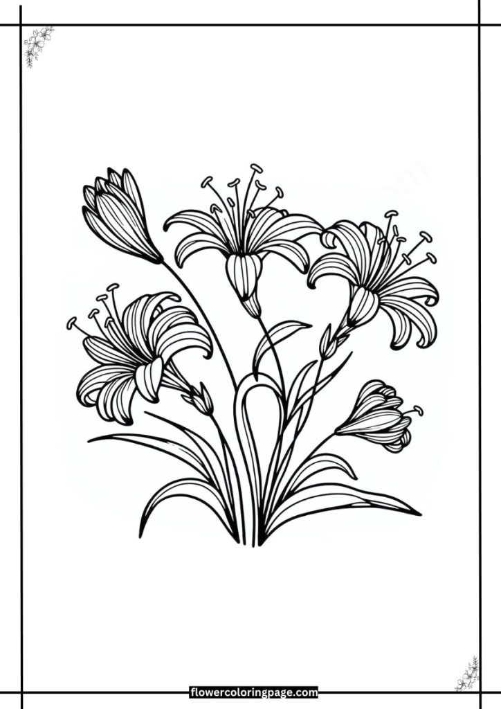 nerine coloring pages printable