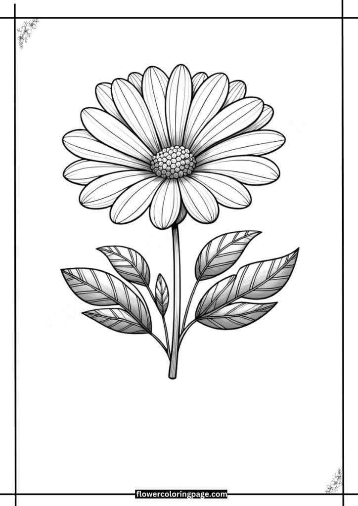 osteospermum coloring pages pdf