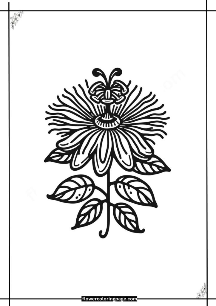 passion flower coloring page