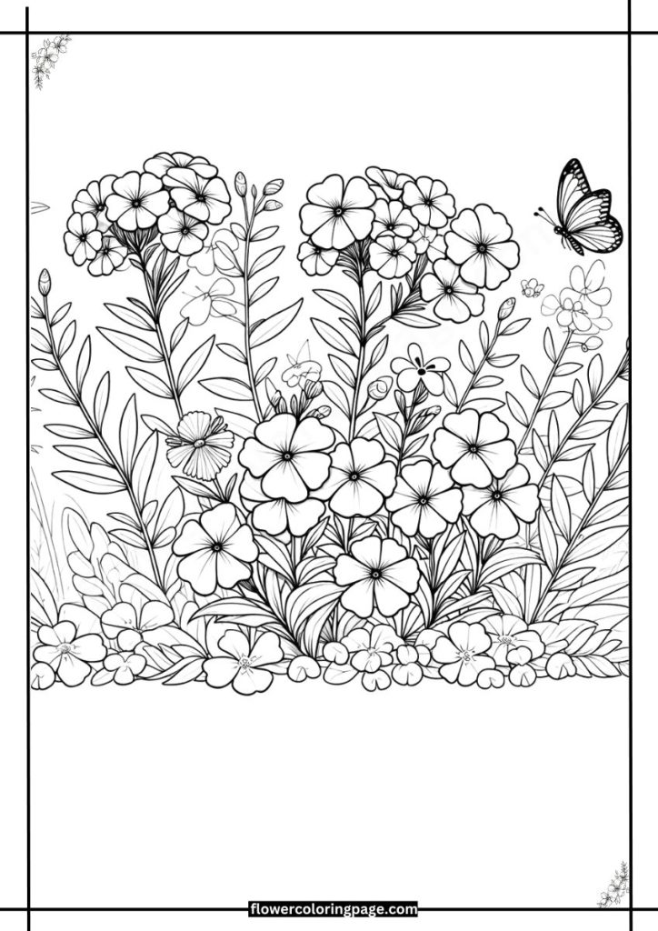 phlox flower coloring page