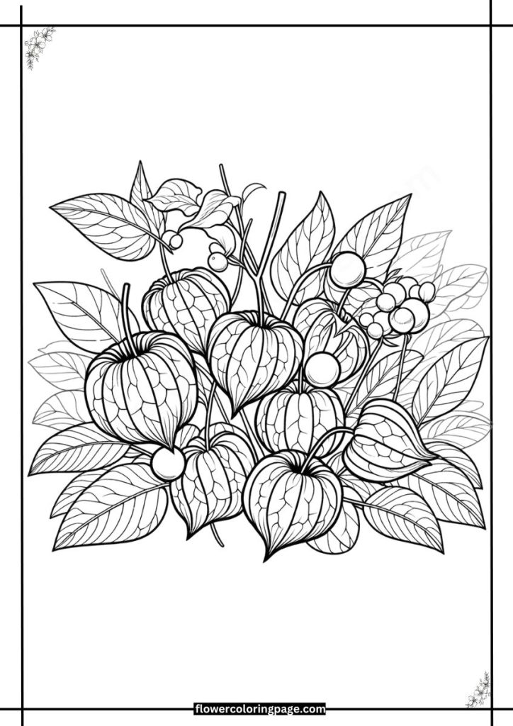 physalis coloring pages pdf