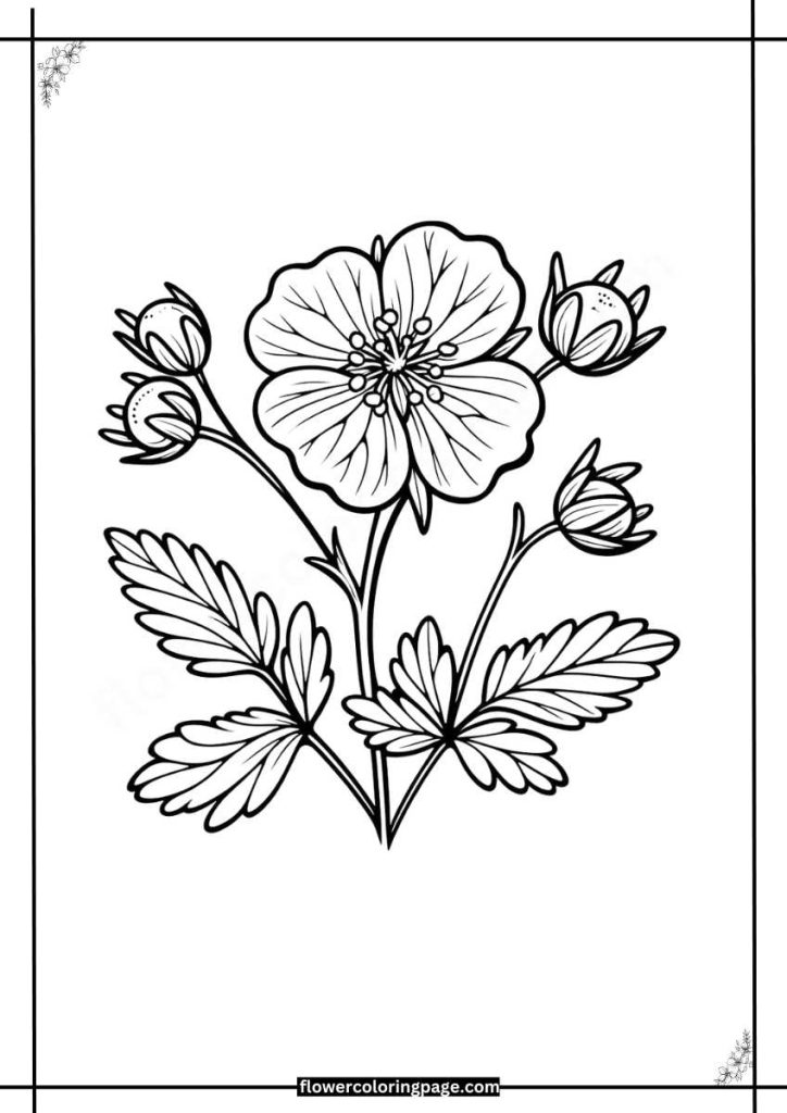 potentilla coloring pages free download