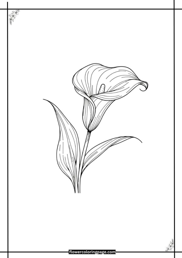 printable calla lily coloring pages