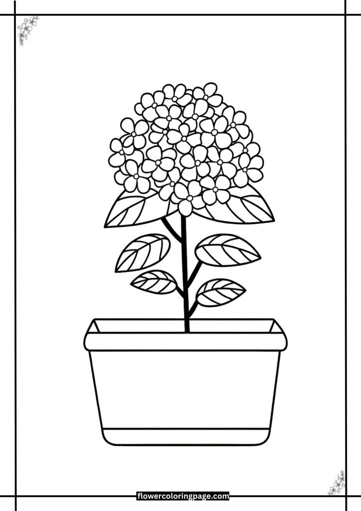 printable hydrangea coloring page