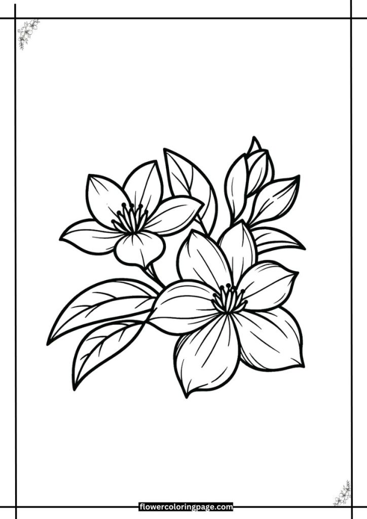 printable jasmine flower coloring pages