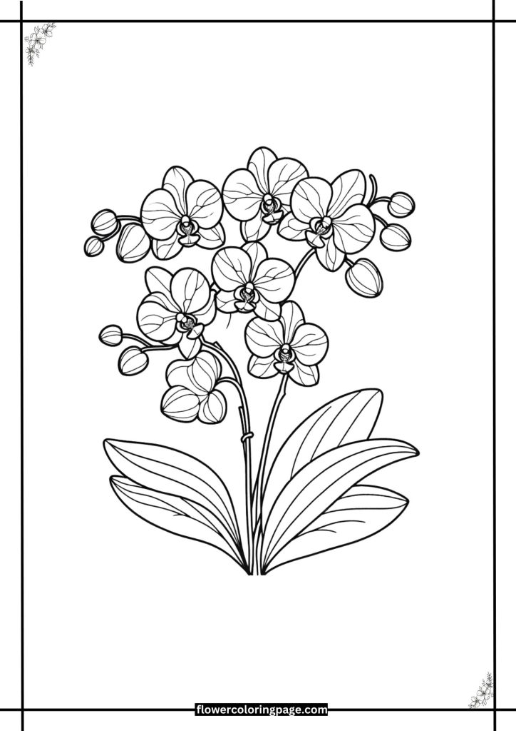 printable orchid coloring page