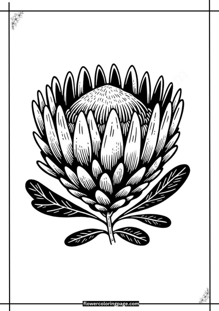 Free Protea Coloring Pages Printable PDF - Flower Coloring Page