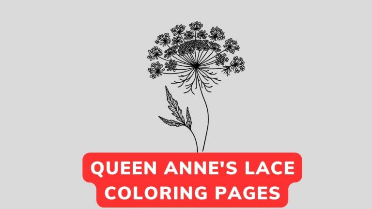 queen anne's lace coloring page