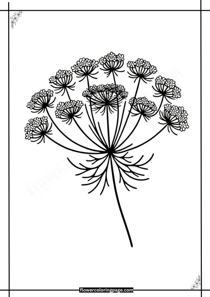 queen anne's lace coloring pages