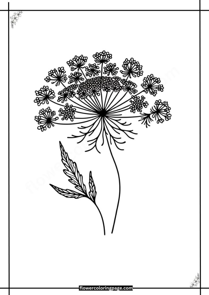 queen anne's lace coloring pages free download