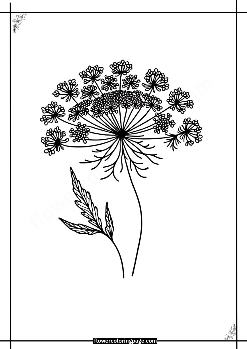 Printable Queen Anne's Lace Coloring Pages Free PDF Flower Coloring Page