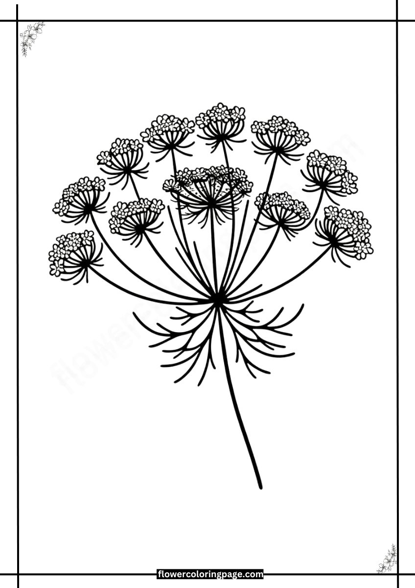 Printable Queen Anne's Lace Coloring Pages Free PDF Flower Coloring Page