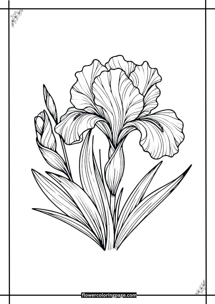 realistic iris flower coloring page