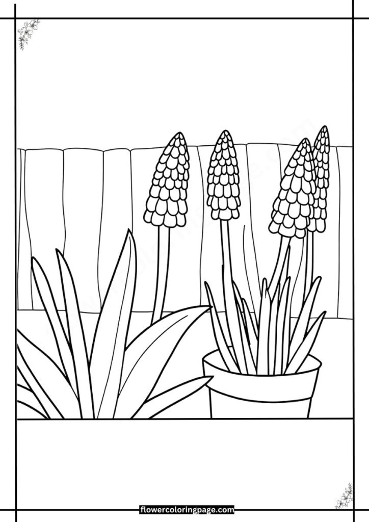 Red Hot Poker Coloring Pages PDF