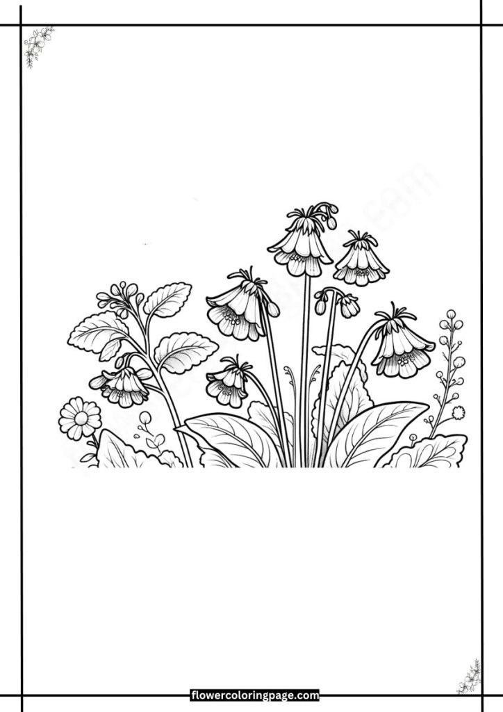 rehmannia coloring page