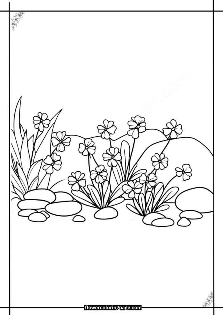 rock cress coloring page free download