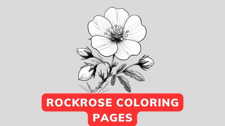 rockrose coloring pages