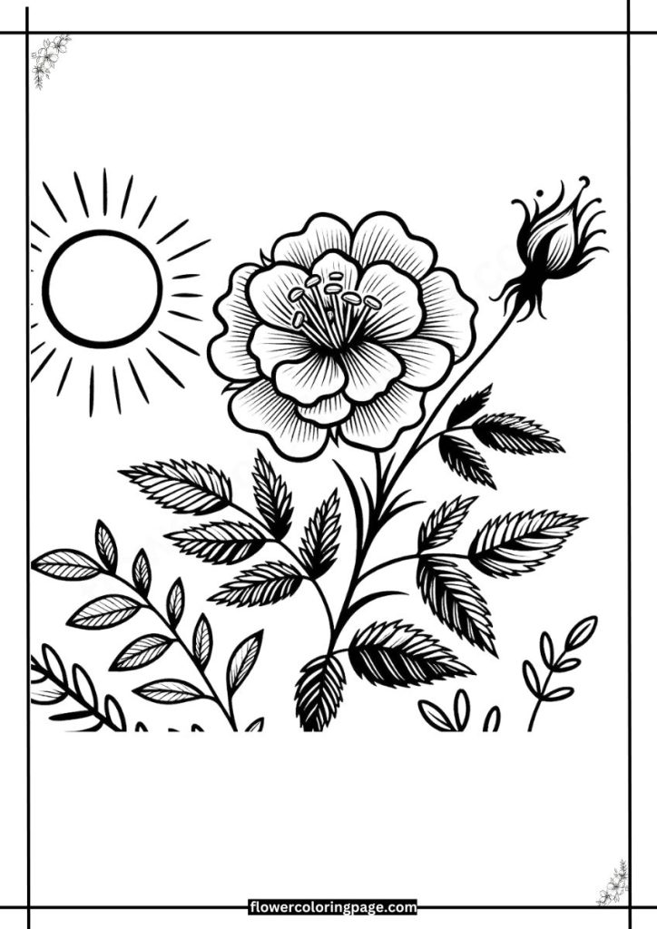 rose campion coloring page free download