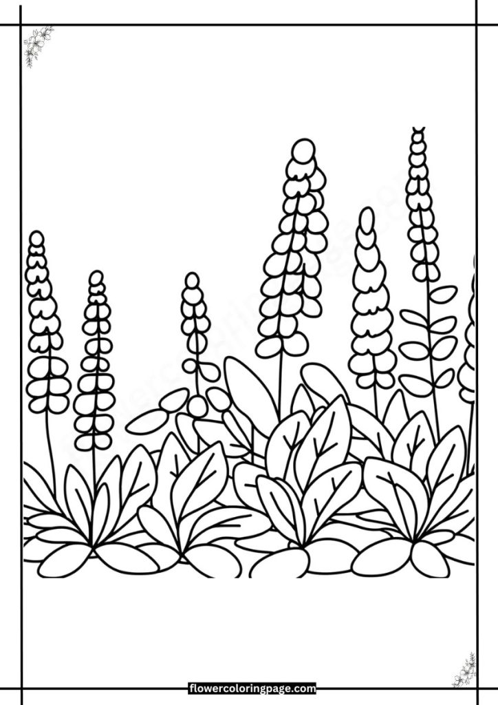 russian sage coloring page