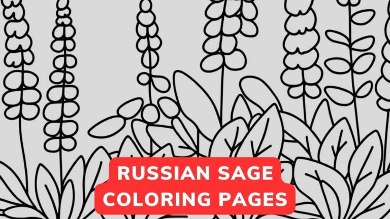 russian sage coloring pages