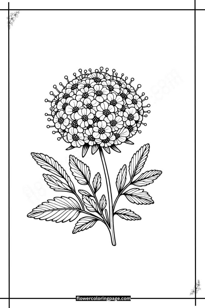 scabiosa flower coloring pages printable