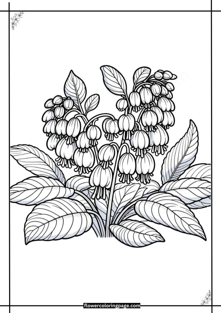 scutellaria coloring pages free download