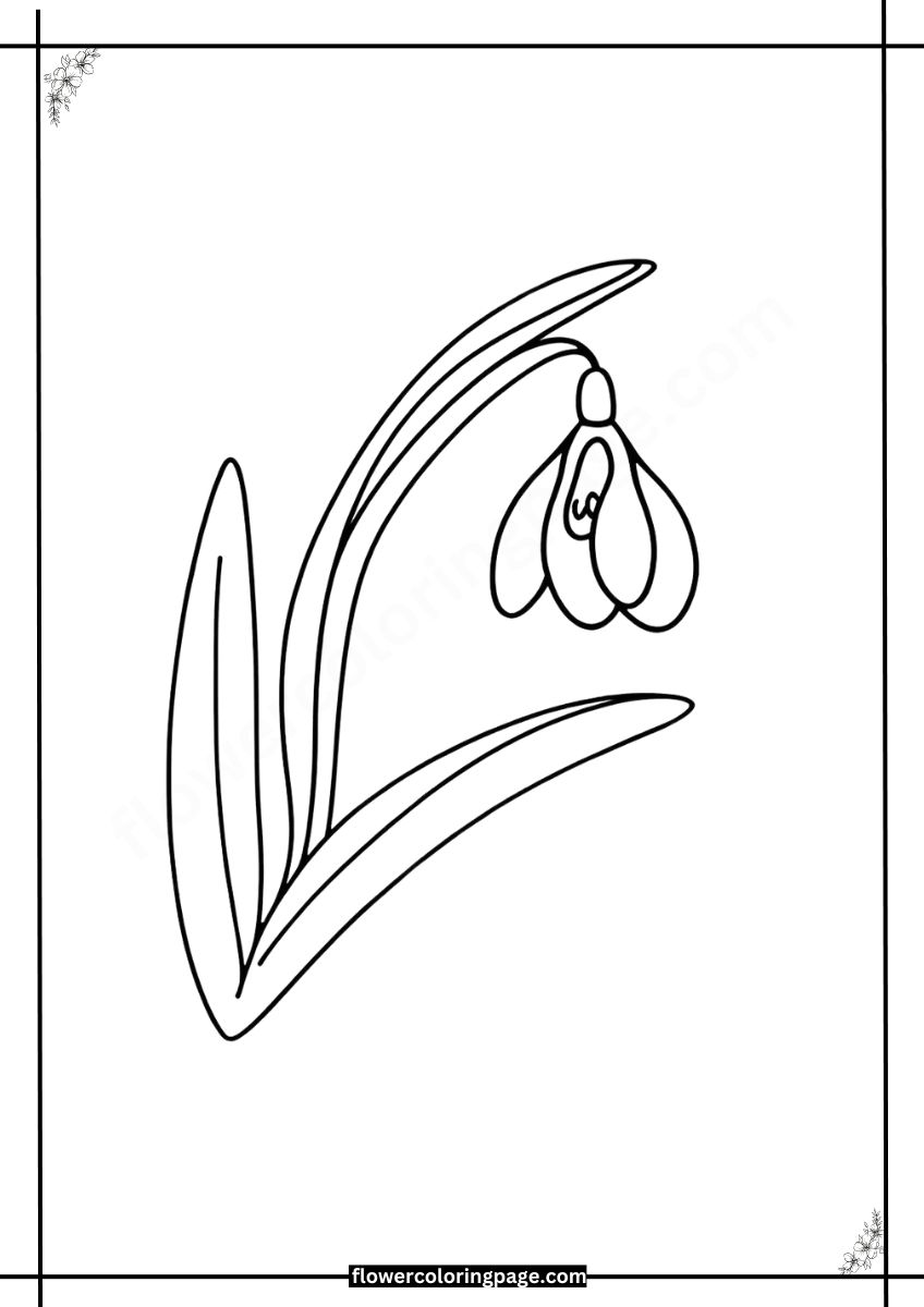 Free snowdrop coloring pages printable pdf flower coloring page
