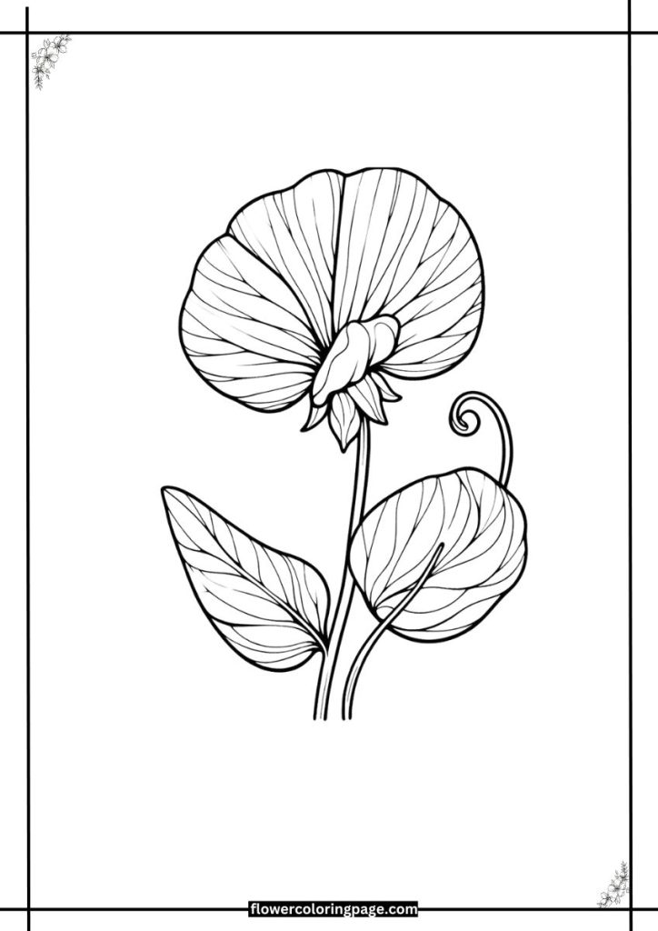 sweet pea coloring page