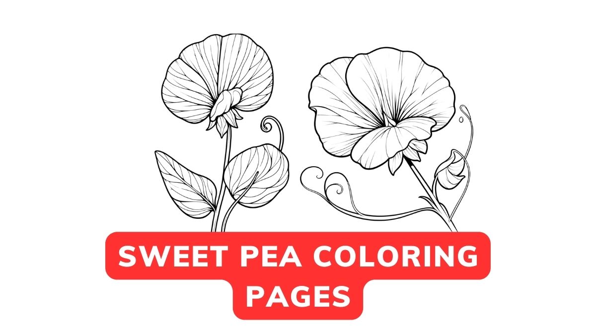 sweet pea coloring pages