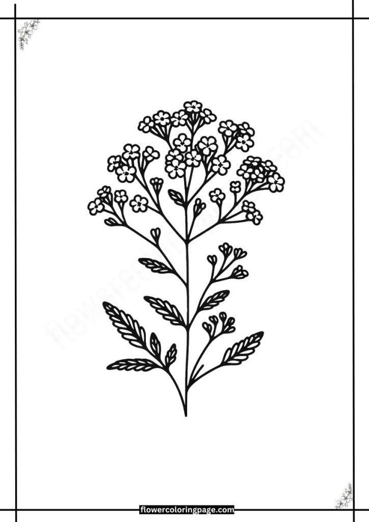 verbena coloring pages