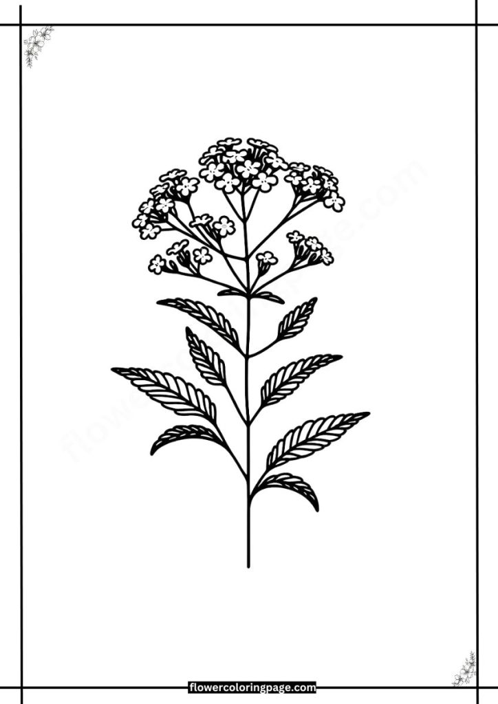 verbena coloring pages free download